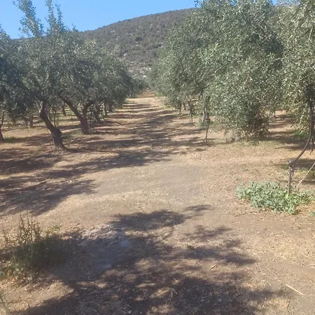 Villa Olivedream *