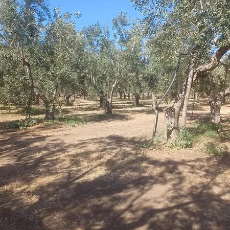 Olivedream
