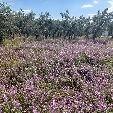 Olivedream *