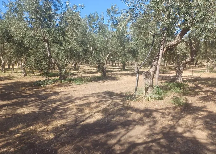 Olivedream