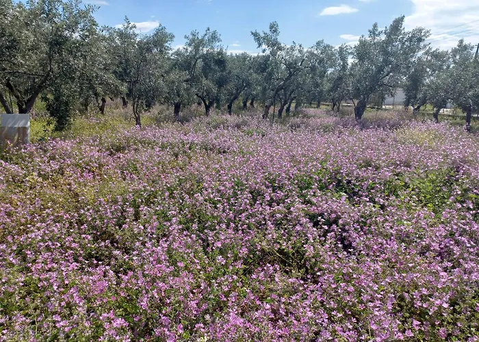 Olivedream *